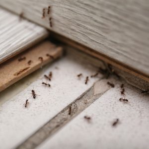 ant infestation