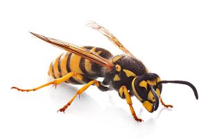 European wasp