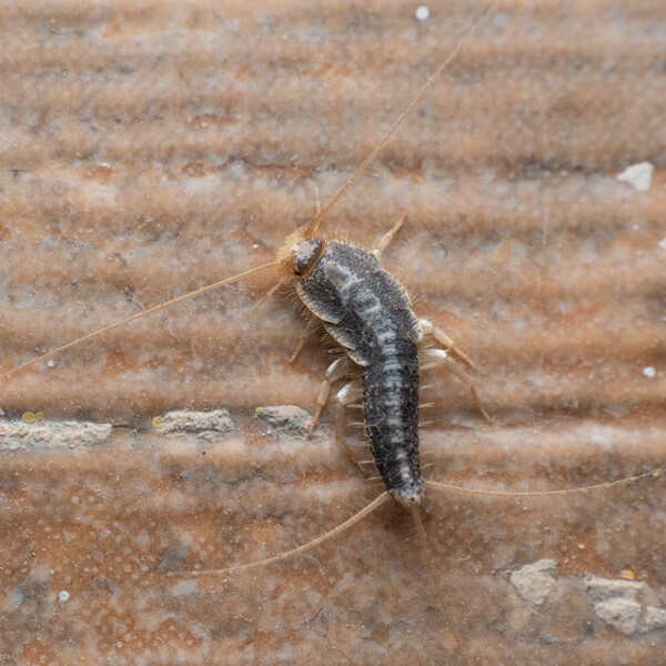 Silverfish