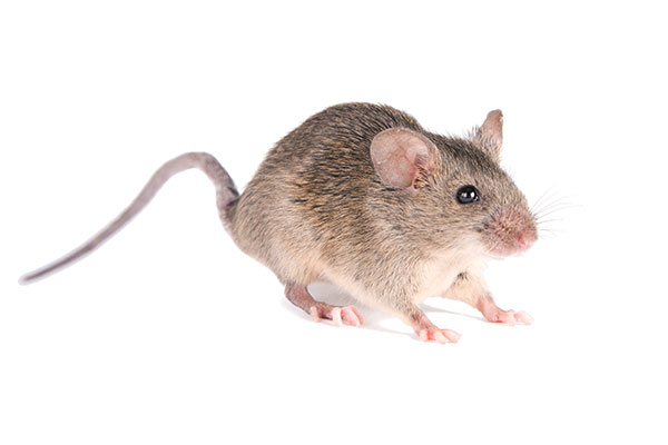 Common house Mouse